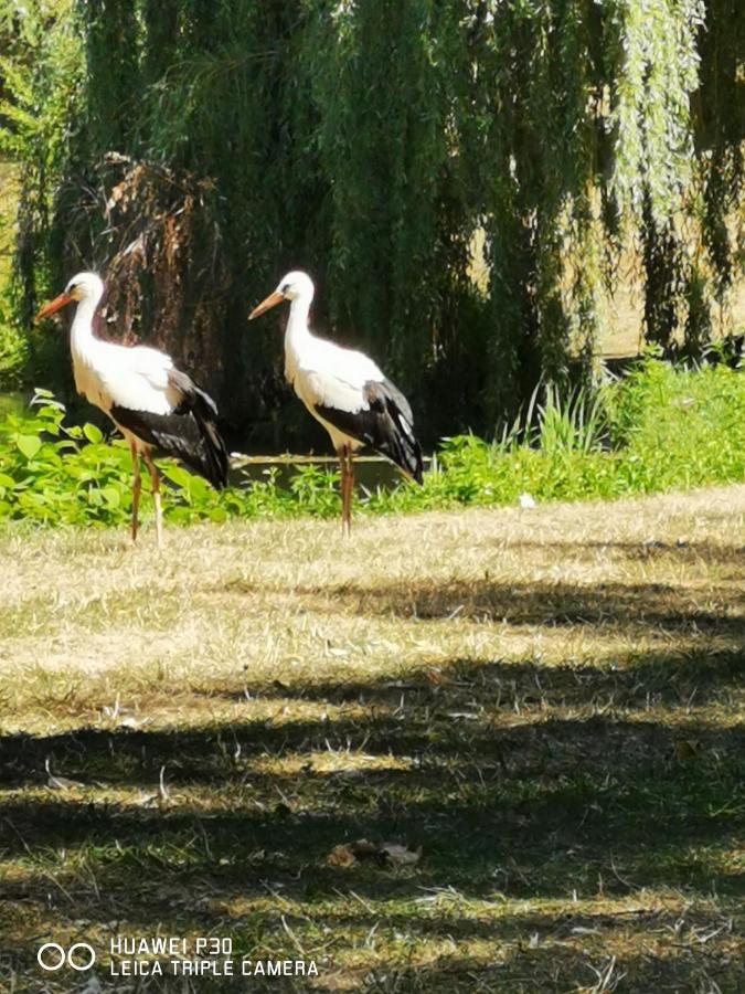 Au Nid De Cigogne Avec Garage A Kaysersberg Exterior foto